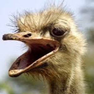 Meet your Posher, Johnny